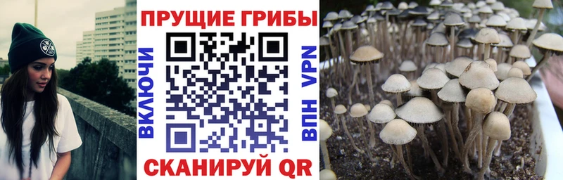 Купить  Далматово  Псилоцибиновые грибы Magic Shrooms 